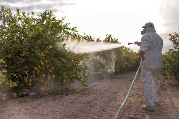 Wasp Removal Services in Kiawah Island, SC